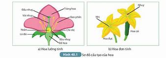 Mô Hình Chăn Nuôi Cơ Quan Sinh Sản Của Thực Vật Có Hoa