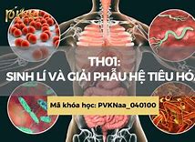 Sinh Lý Hệ Tiêu Hóa Ppt